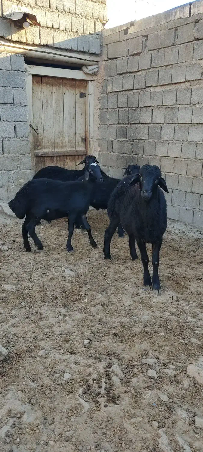 چهار راس بره قوچ قره قزل|حیوانات مزرعه|شاهین دژ, |دیوار
