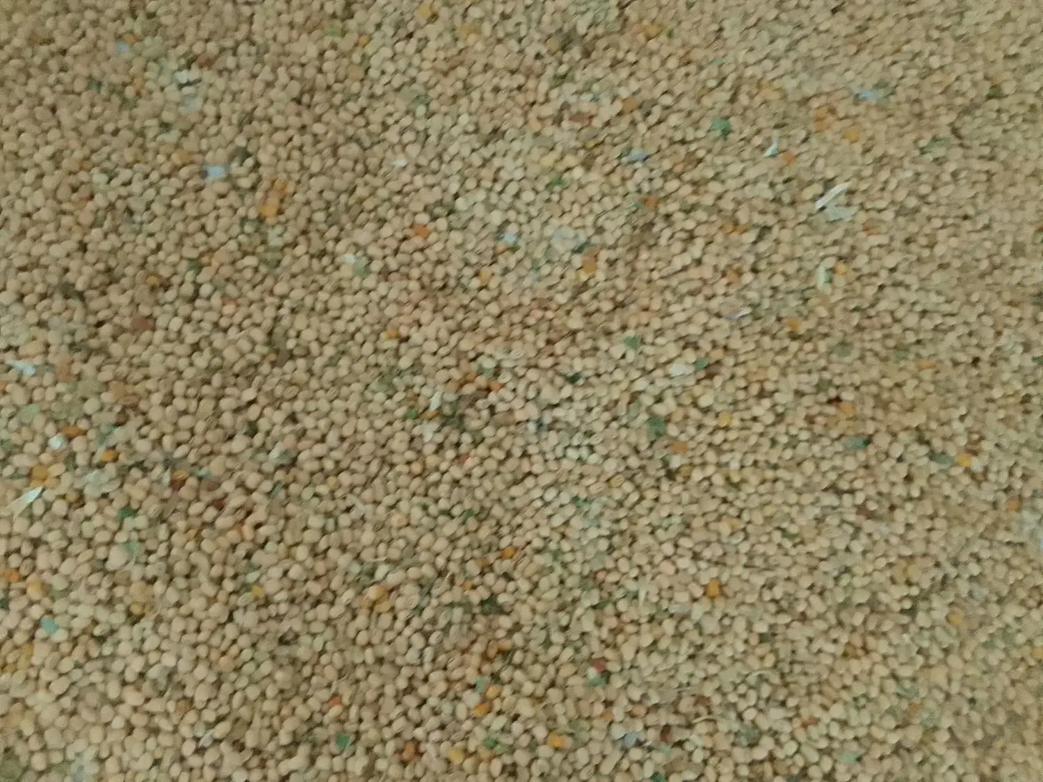 مقدار لوبیا اشی کشت خودم دلال نیستم تمز وتازه|عمده‌فروشی|بدره, |دیوار