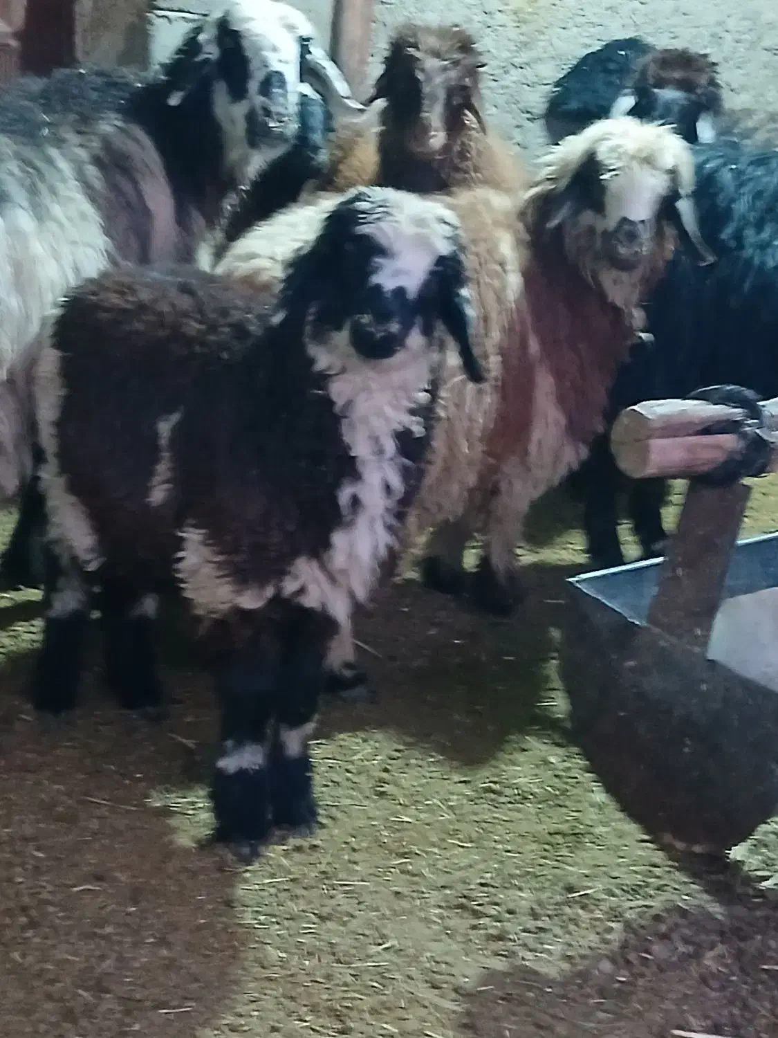 بره ۲۵ کیلویی|حیوانات مزرعه|مرودشت, مختارآباد|دیوار