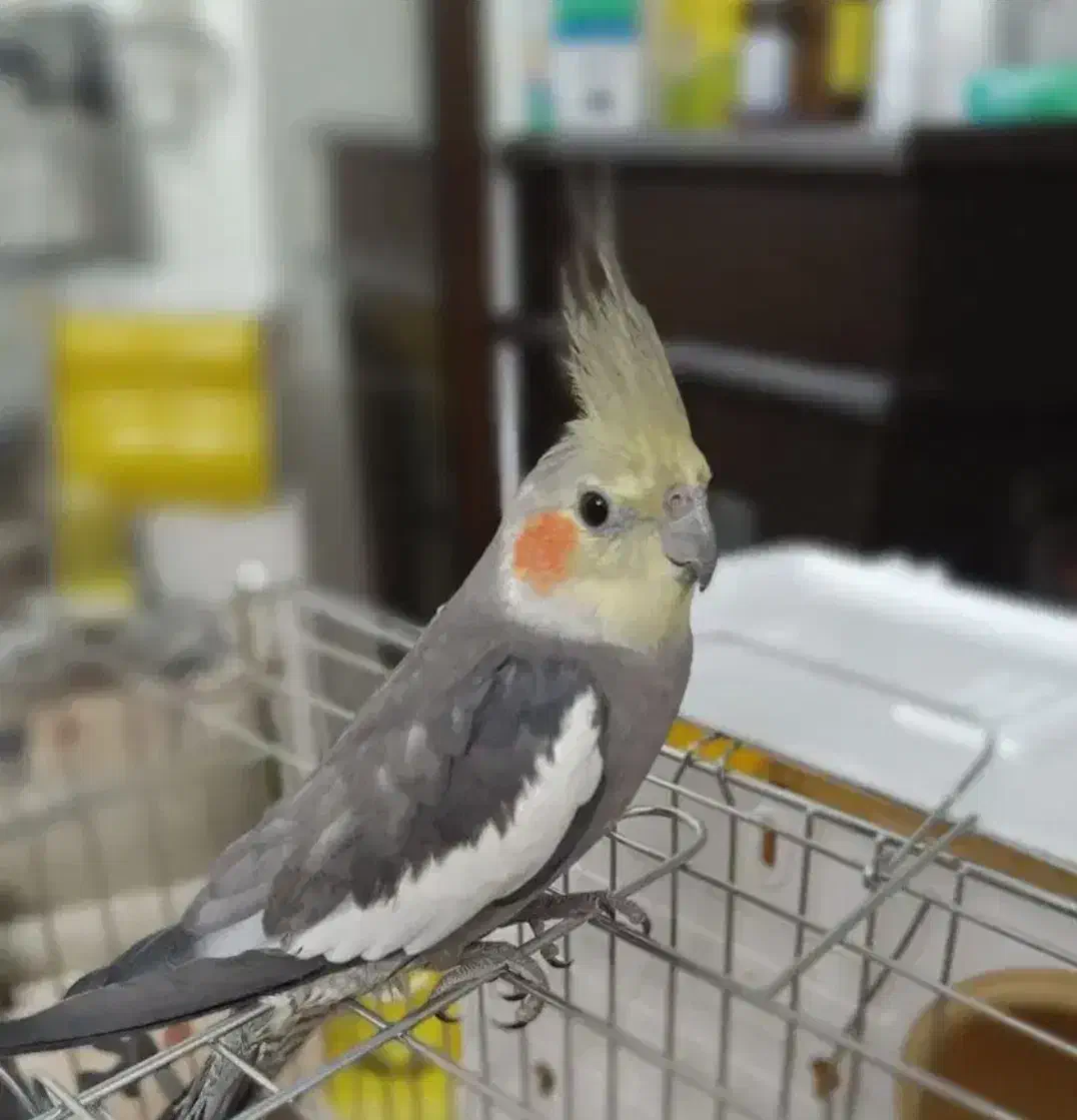 ۳تا عروس و ۳ تا مرغ عشق یکجا|پرنده|ری, تقی آباد|دیوار