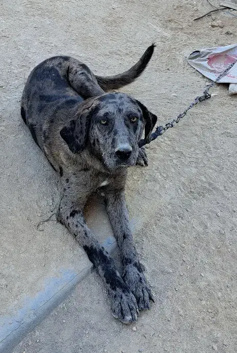 سگ معاوضه با ککیلی|سگ|اردبیل, |دیوار