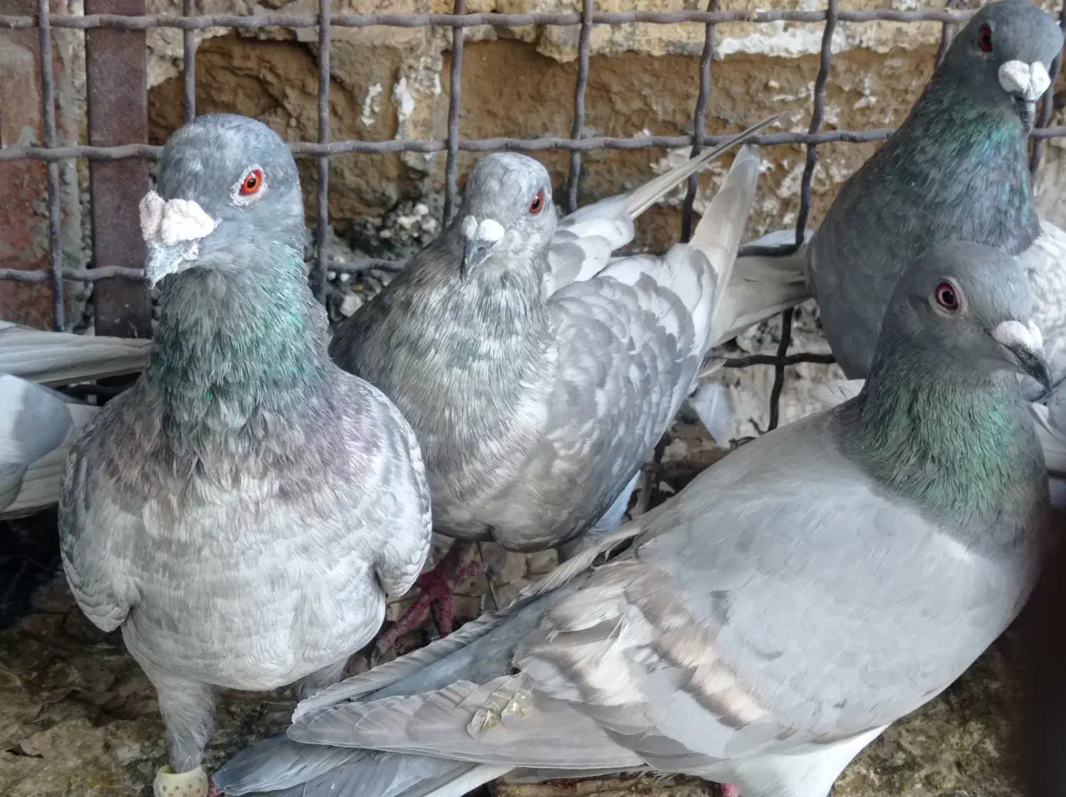 پلاکی گوره طااوسی رمادی|پرنده|اهواز, نیوساید|دیوار