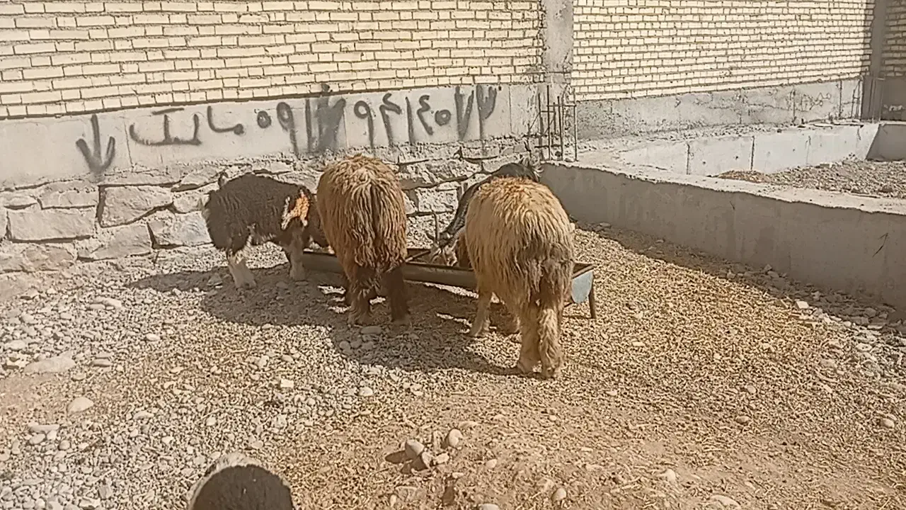 میش بره وبز|حیوانات مزرعه|دزفول, |دیوار