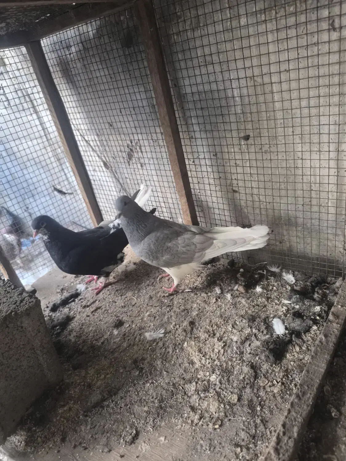 کبوتر رنگی|پرنده|آبپخش, |دیوار