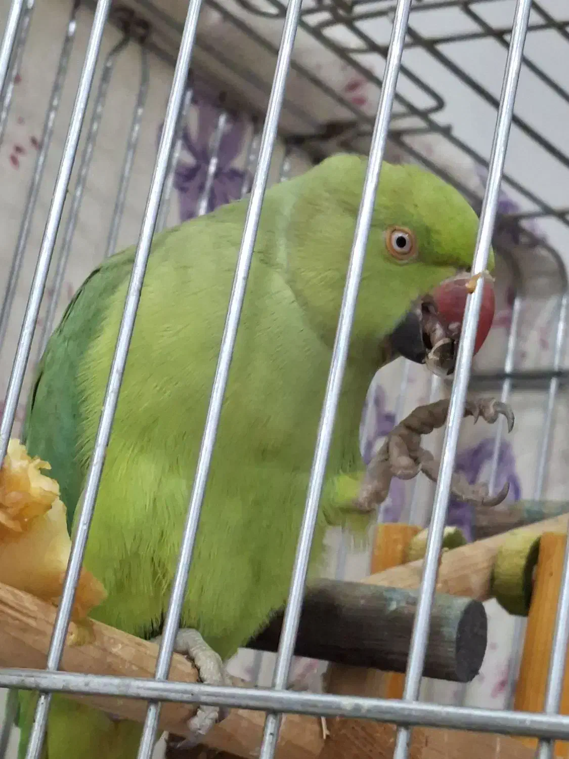 طوطی ملنگو|پرنده|گنبد کاووس, |دیوار