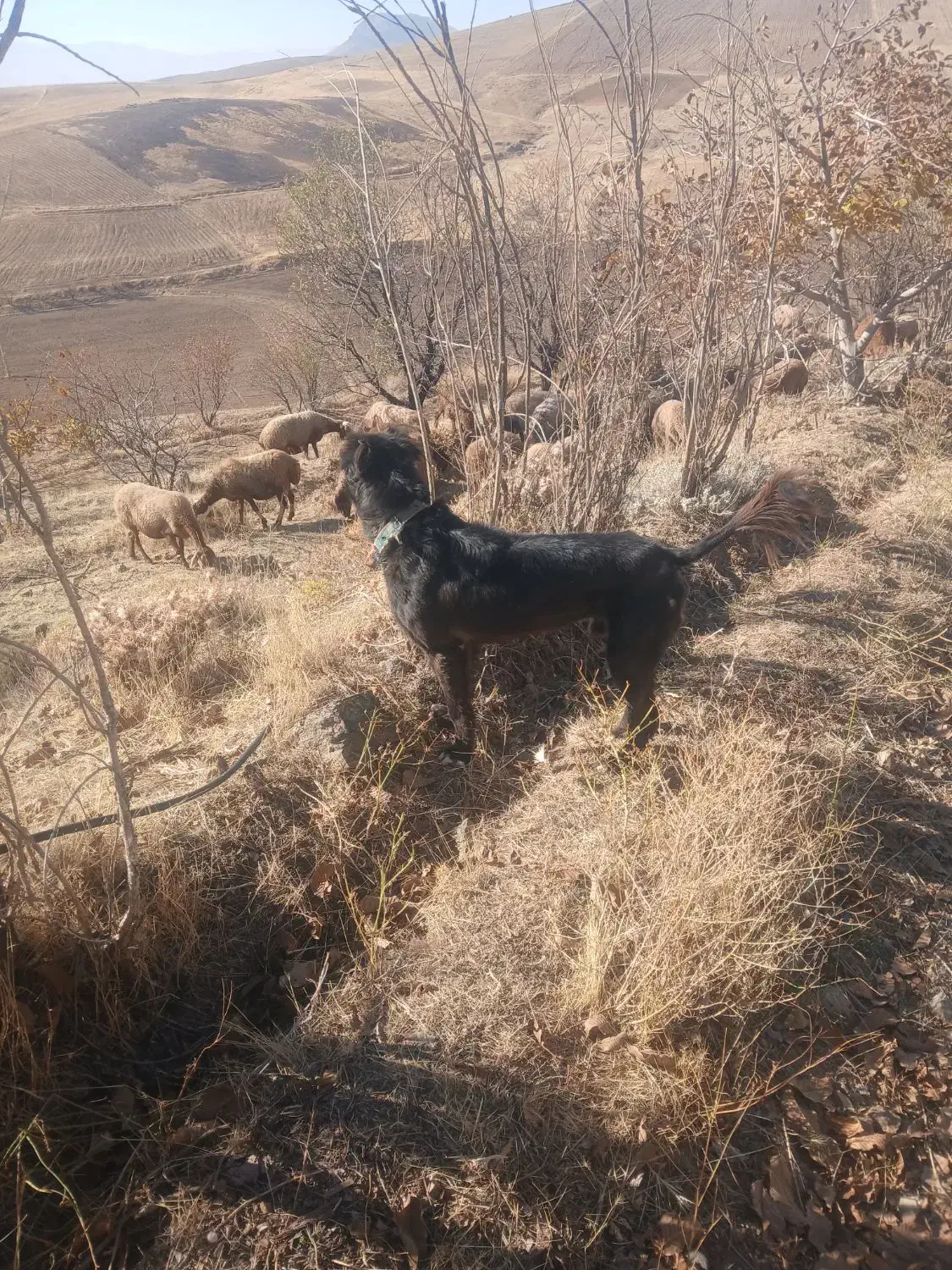 طوله سگ قهدریجان|سگ|بیلوار, |دیوار