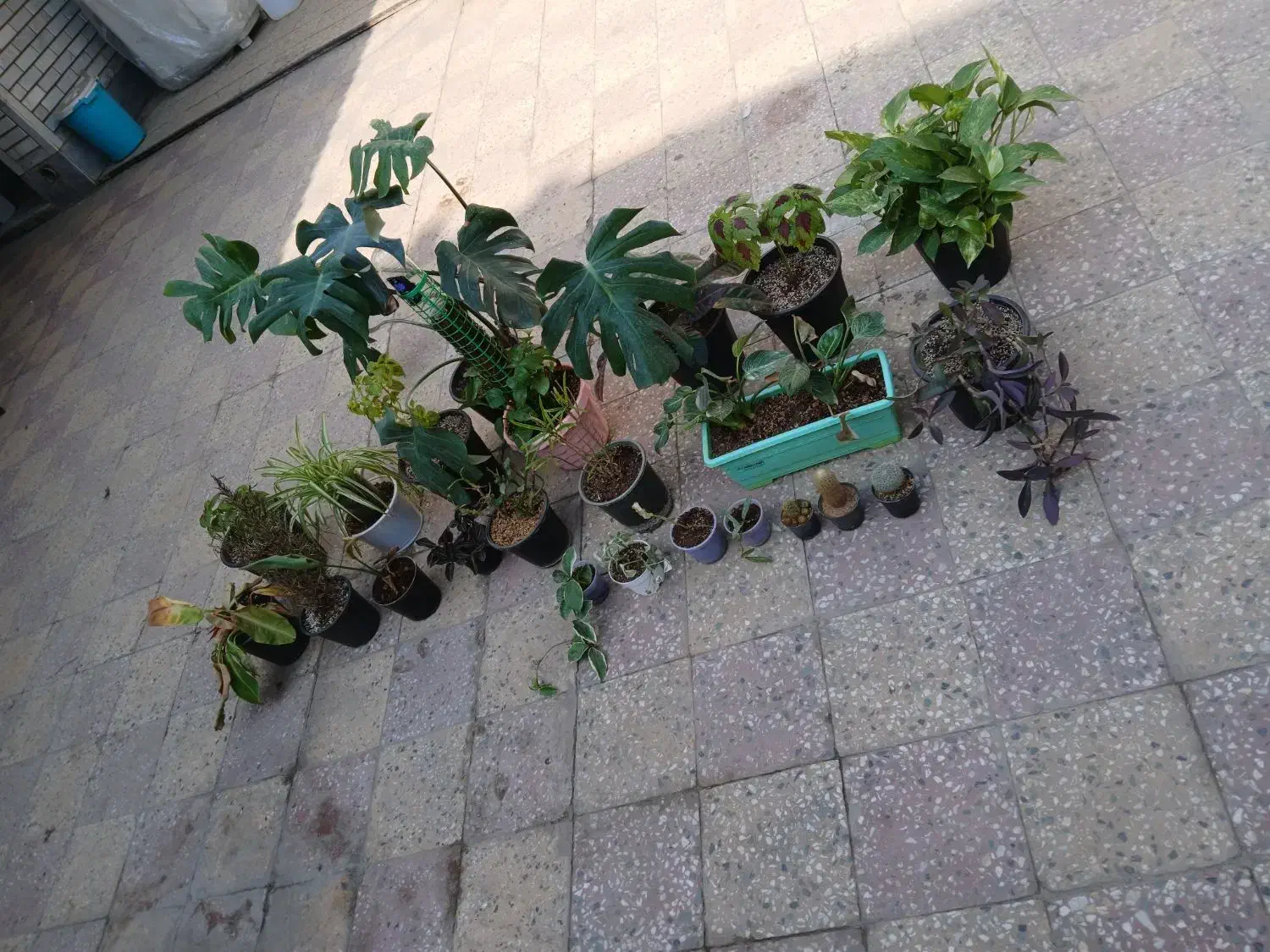 گلدون اپارتمانی|گل و گیاه طبیعی|شوش, |دیوار