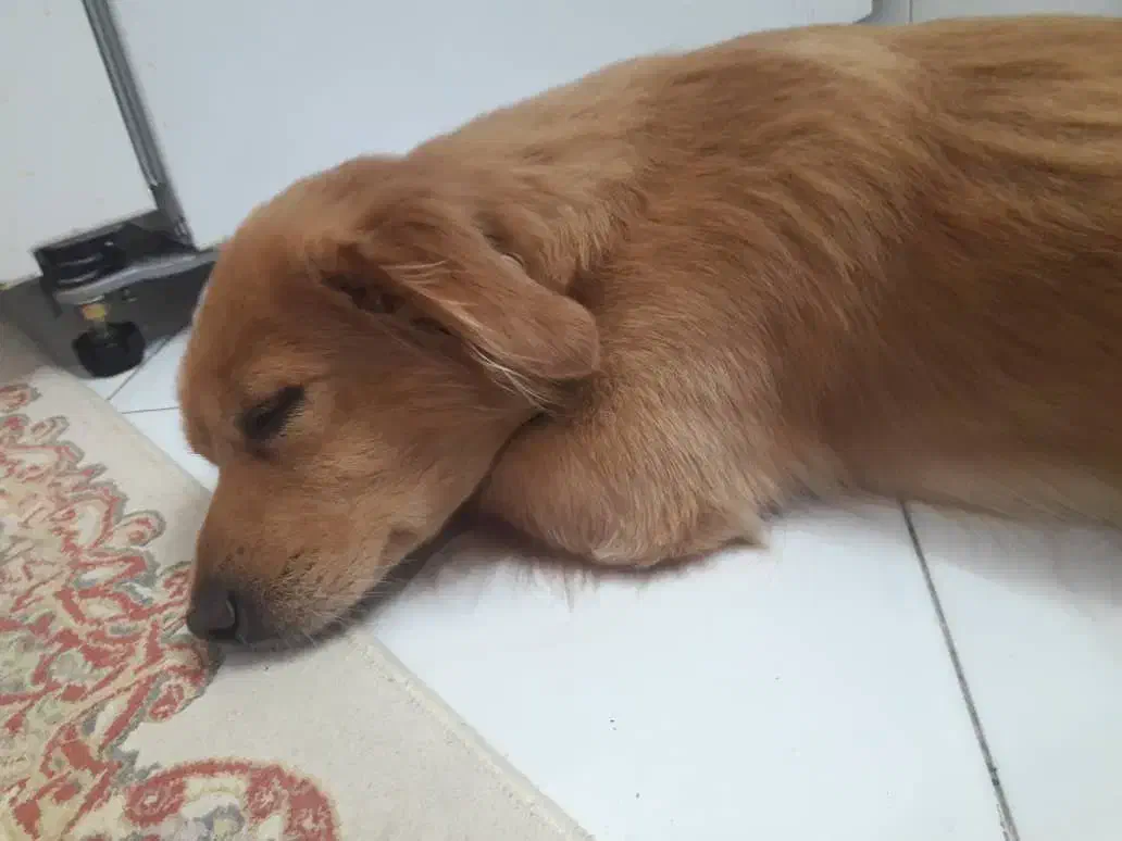 گمشده در شهر بومهن خیابان عسگری|سگ|بومهن, |دیوار