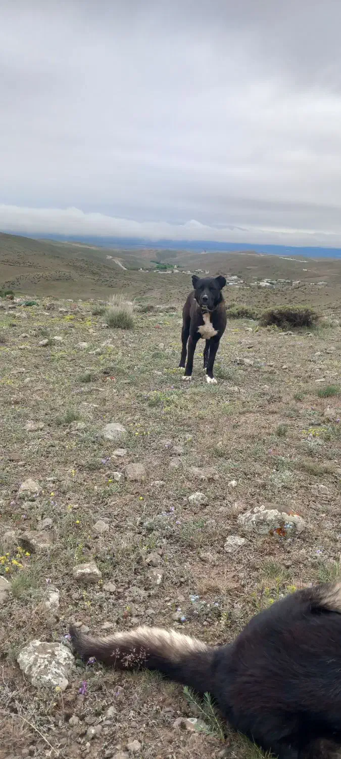 سگ گله دو رگه|سگ|نمین, |دیوار