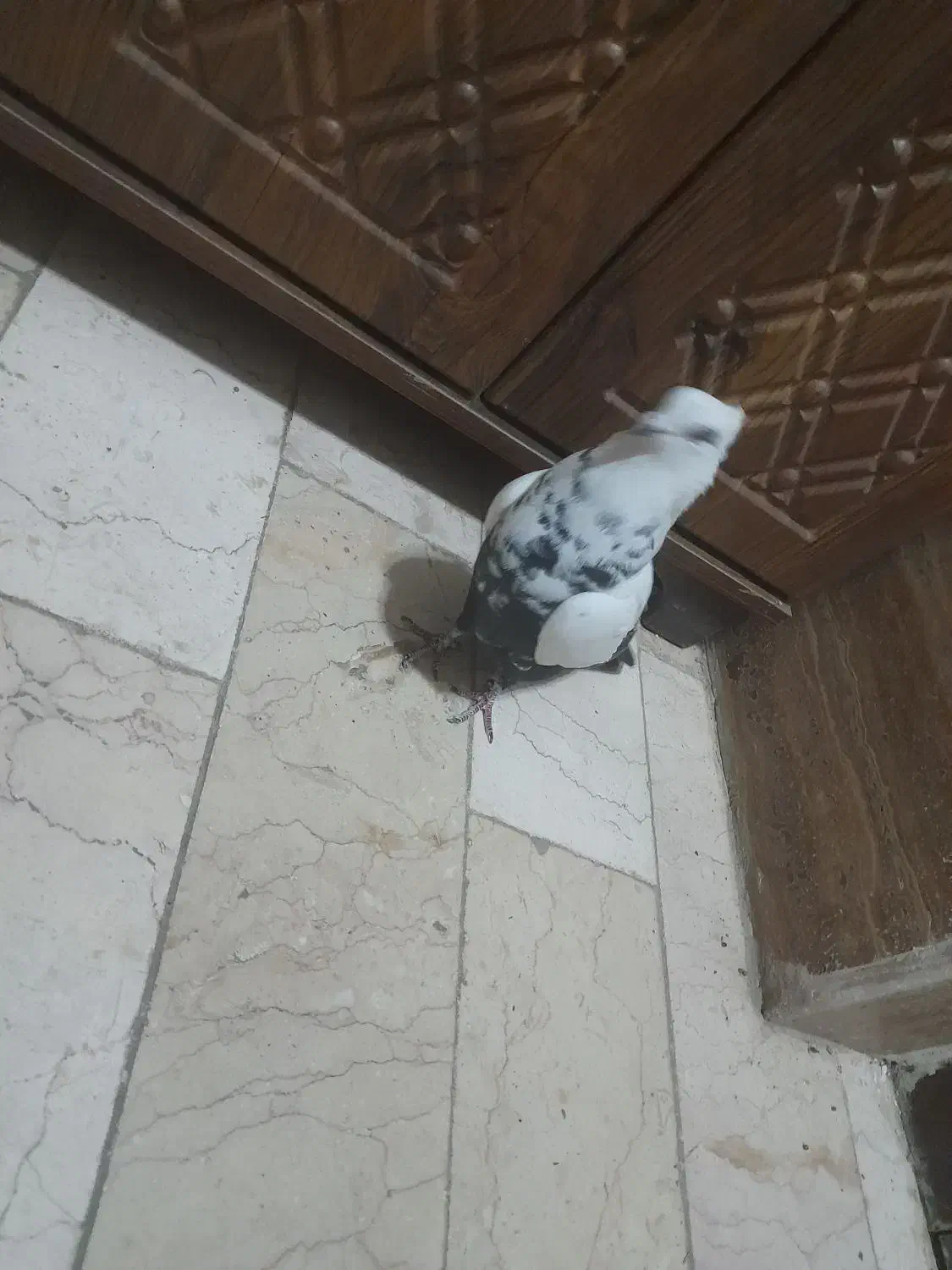 کبوتر دمبی ماده پرشی|پرنده|قم, زنبیل آباد|دیوار