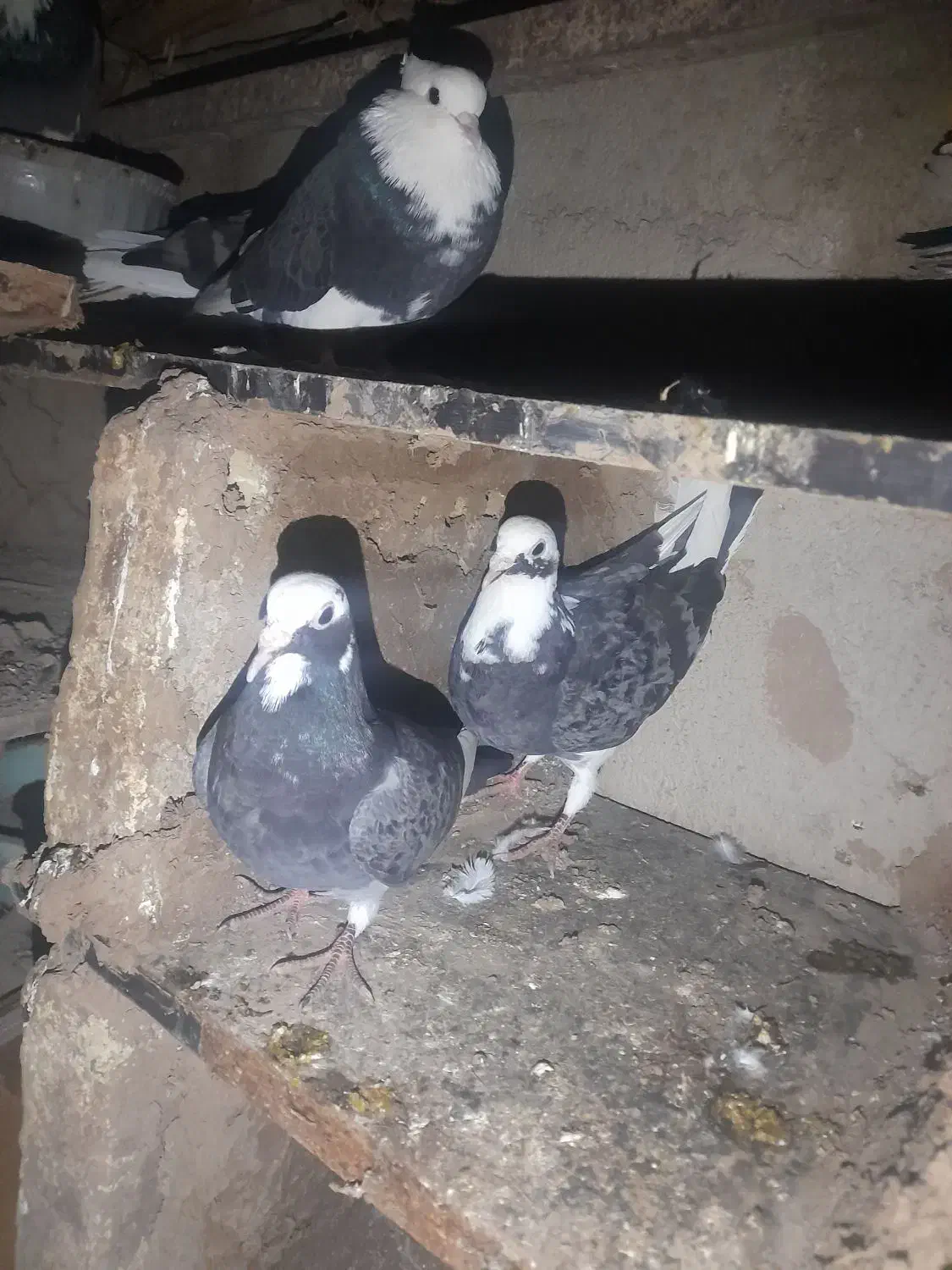 کفترشازده|پرنده|مزرعه کتول, |دیوار