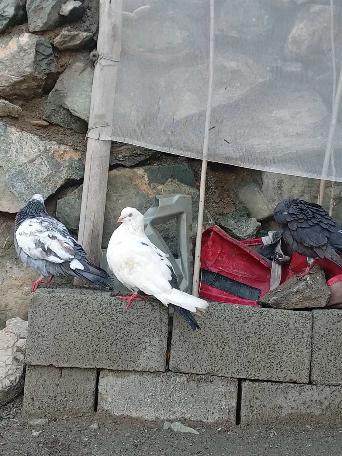 کبوتر|پرنده|مریوان, |دیوار