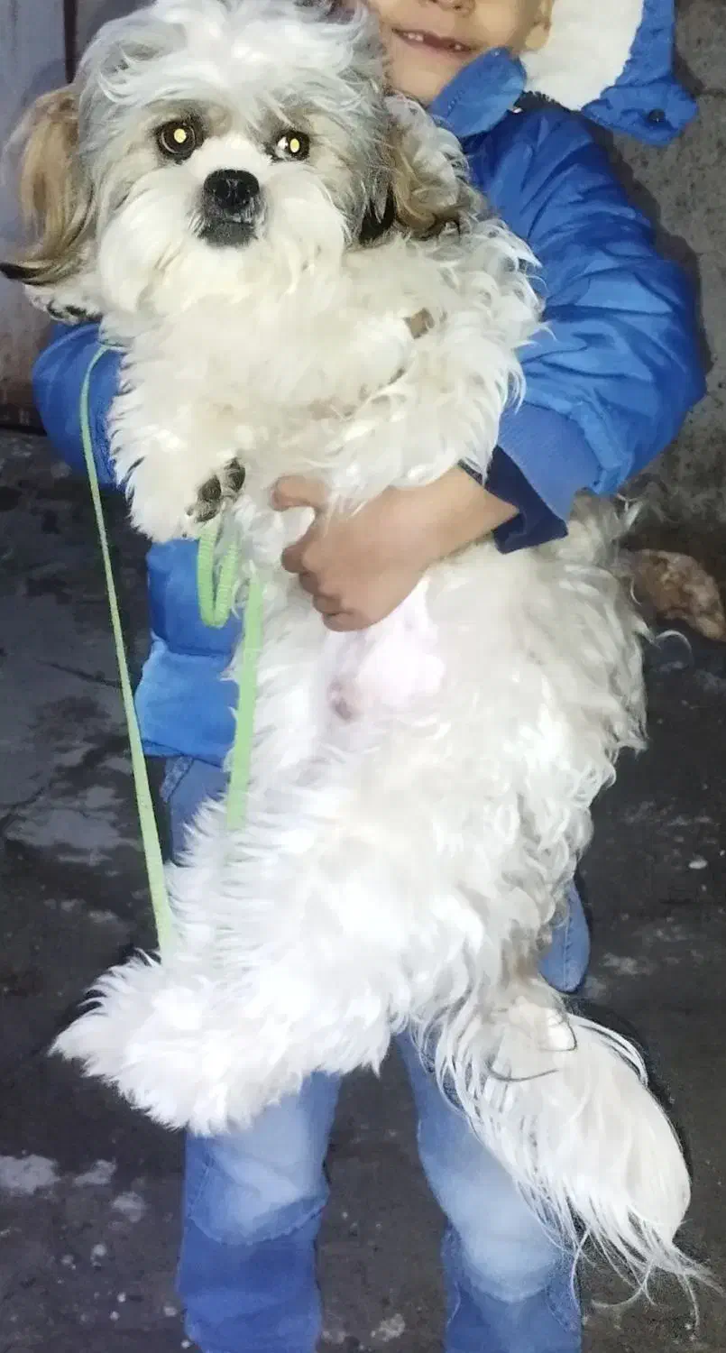 سگ  پودل  و شیتزو|سگ|کرمانشاه, |دیوار