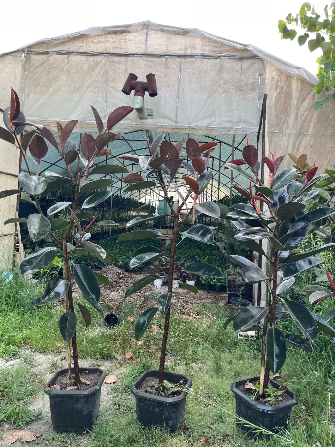 فروش عمده آگلونما برفی فیکوس بلک زاموفیلیا پتوس|گل و گیاه طبیعی|تنکابن, |دیوار