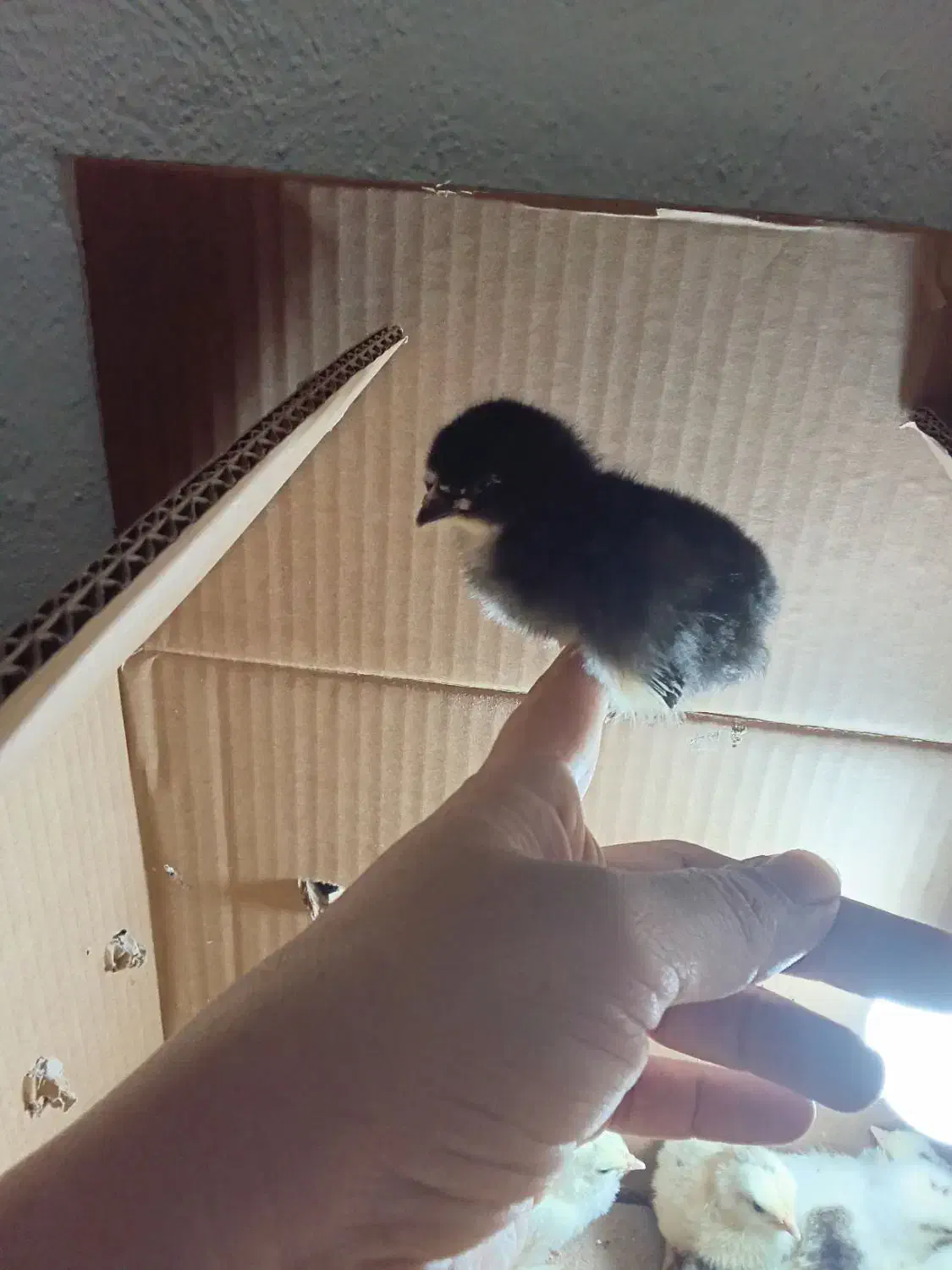 جوجه رسمی (گلپایگانی)|حیوانات مزرعه|تهران, مشیریه|دیوار