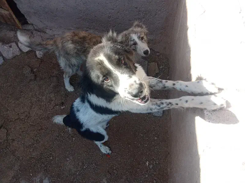 سگ گله|سگ|مزایجان, |دیوار