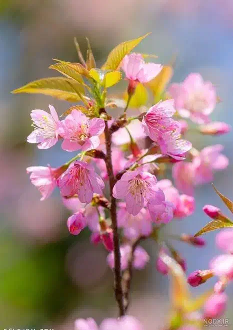 نهال اواکادو و ارقام دیگر|گل و گیاه طبیعی|ایرانشهر, |دیوار