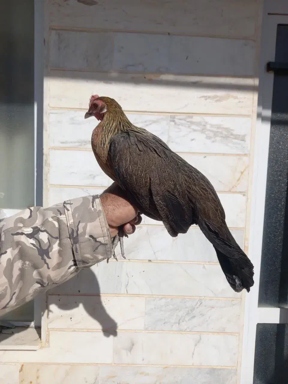 خروس فونیکس|حیوانات مزرعه|شاهرود, |دیوار