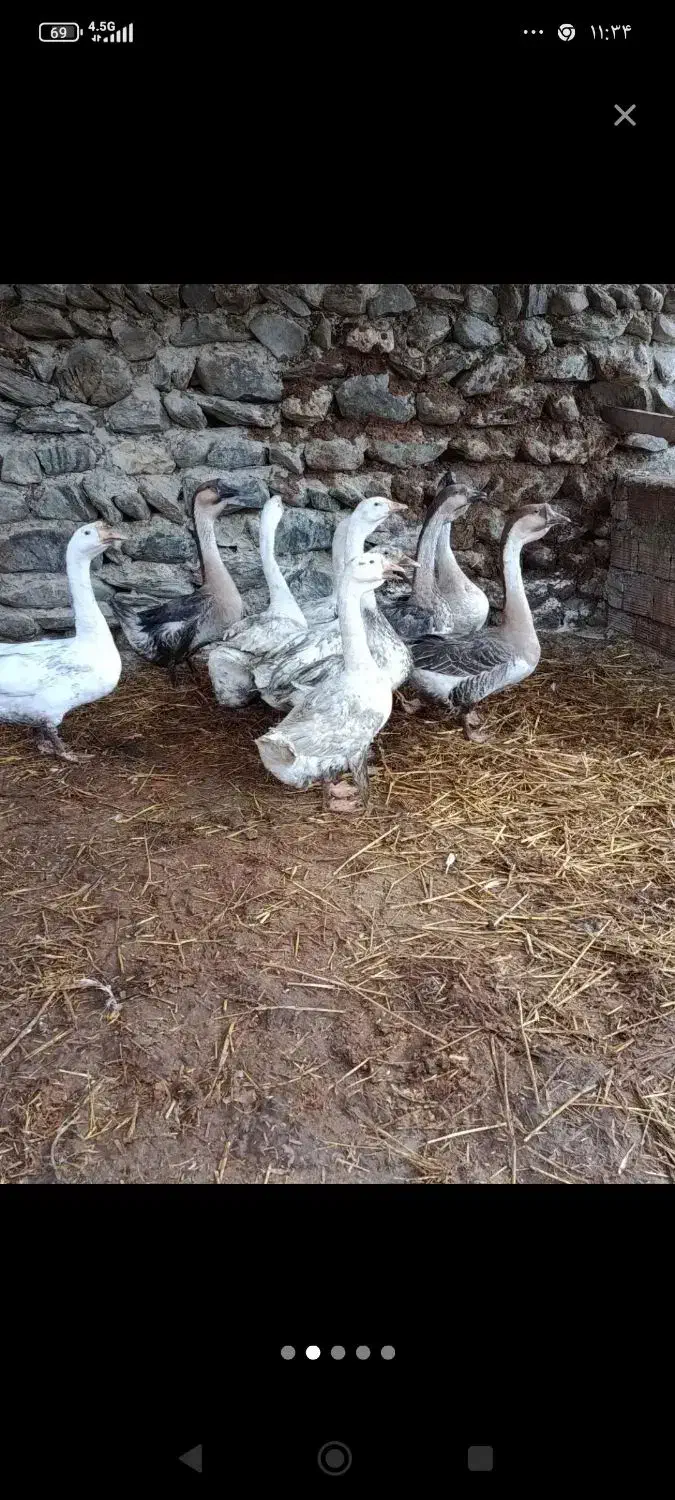 قو غاز|حیوانات مزرعه|کردکوی, |دیوار