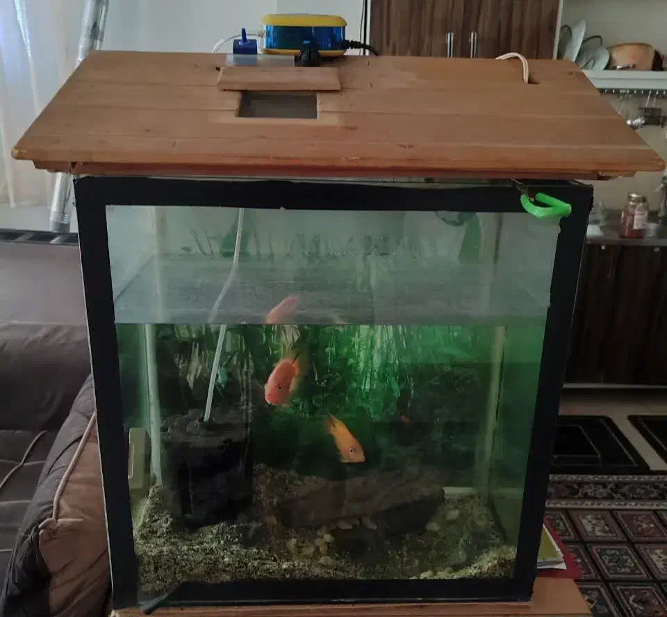 اکواریوم بدون ماهی|ماهی|شاهین‌شهر, شهرک گلدیس|دیوار