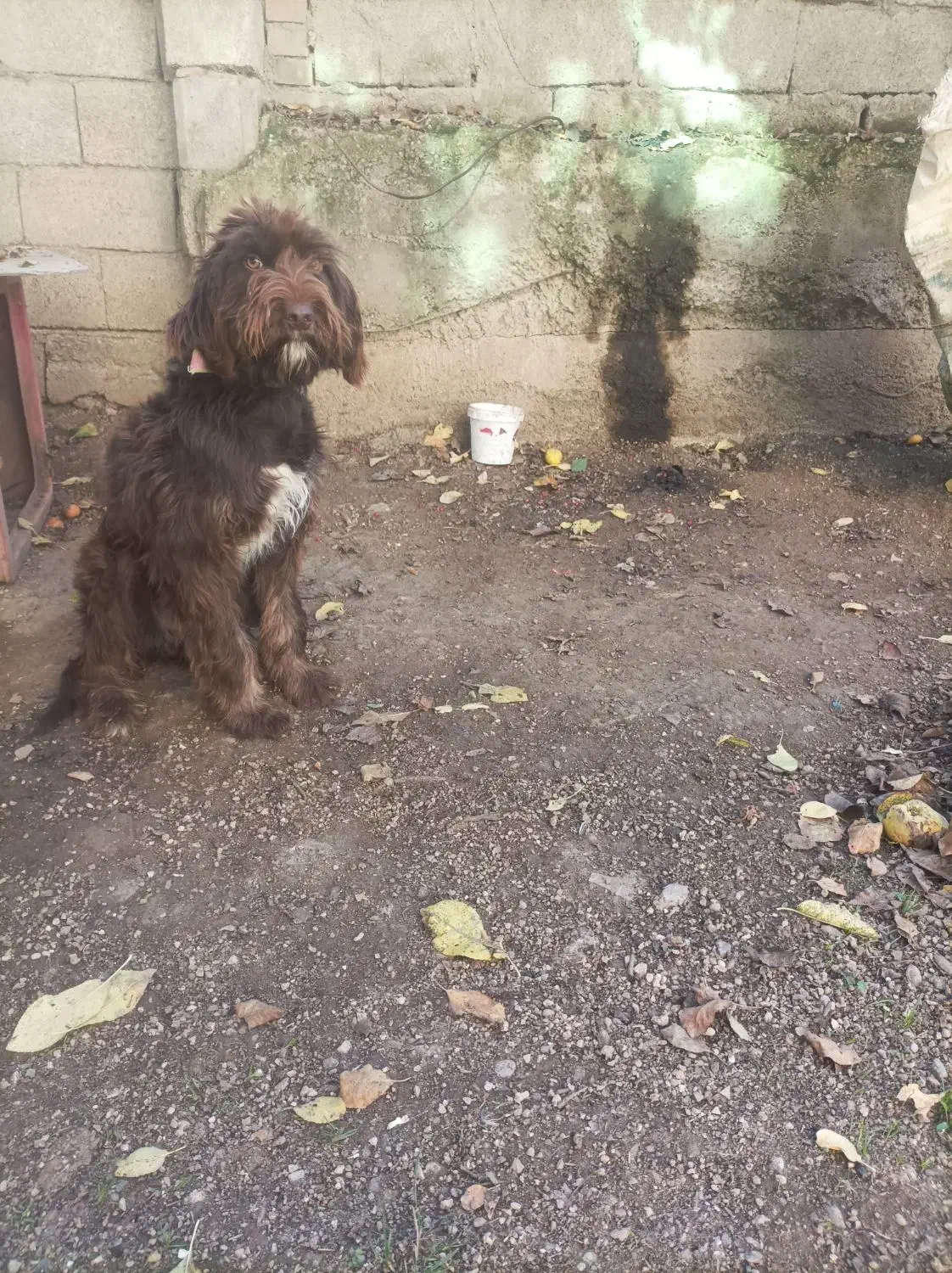 سگ موسیمی دنبلانی|سگ|دوزین, |دیوار