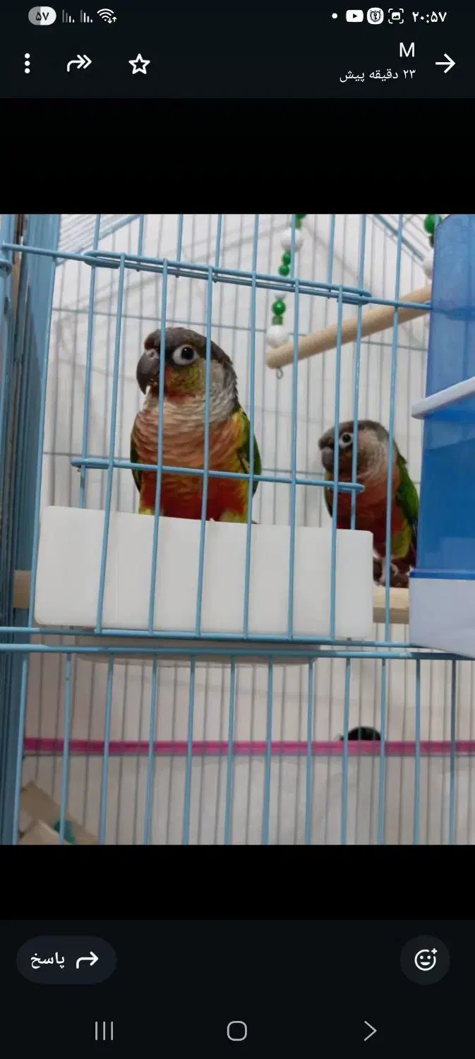 طوطی گرینچیک|پرنده|درگهان, |دیوار