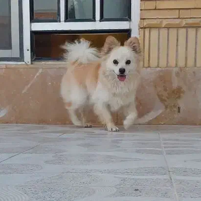 سگ پامر|سگ|مرودشت, رودبال|دیوار