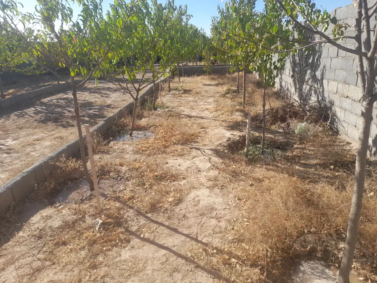 باغ با درختان بزرگ|فروش زمین و ملک کلنگی|مشهد, درزآب|دیوار