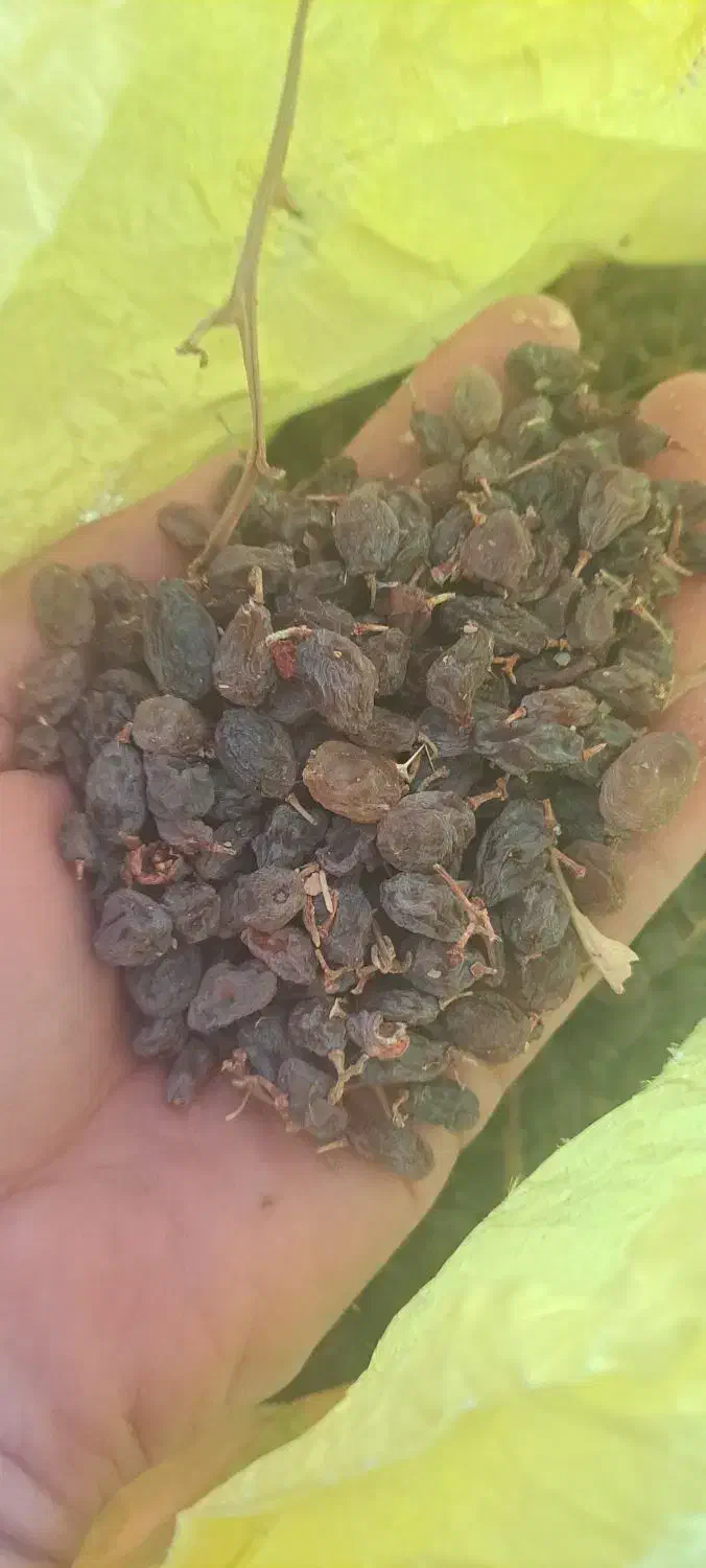 آفتویی بونات|خوردنی و آشامیدنی|مزایجان, |دیوار