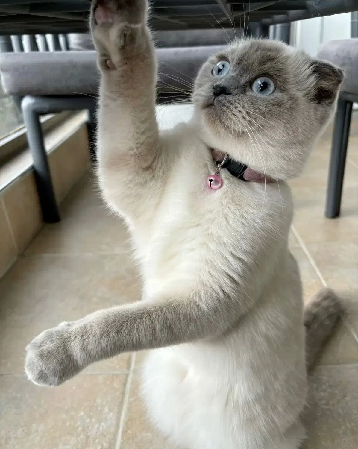 اسکاتیش فولد بلو ماده|گربه|نوشهر, |دیوار