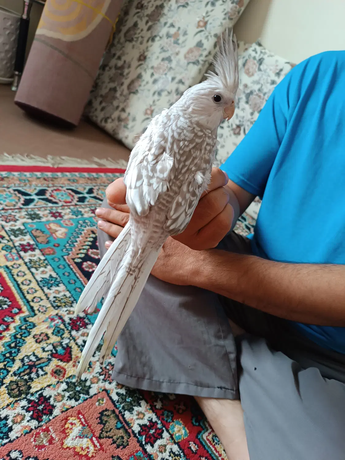 پرنده|پرنده|کنارک, |دیوار