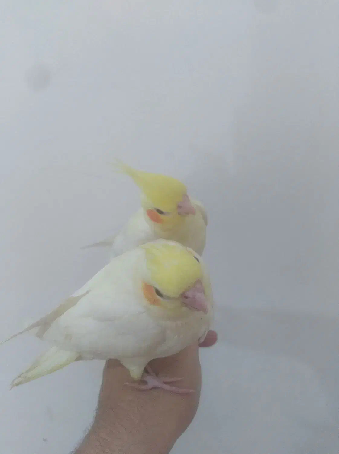 عروس هلندی جوجه|پرنده|قائمشهر, |دیوار