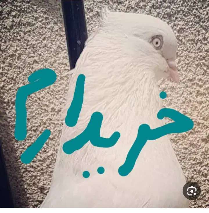 کبوتر|پرنده|فردوس (کرمان), |دیوار