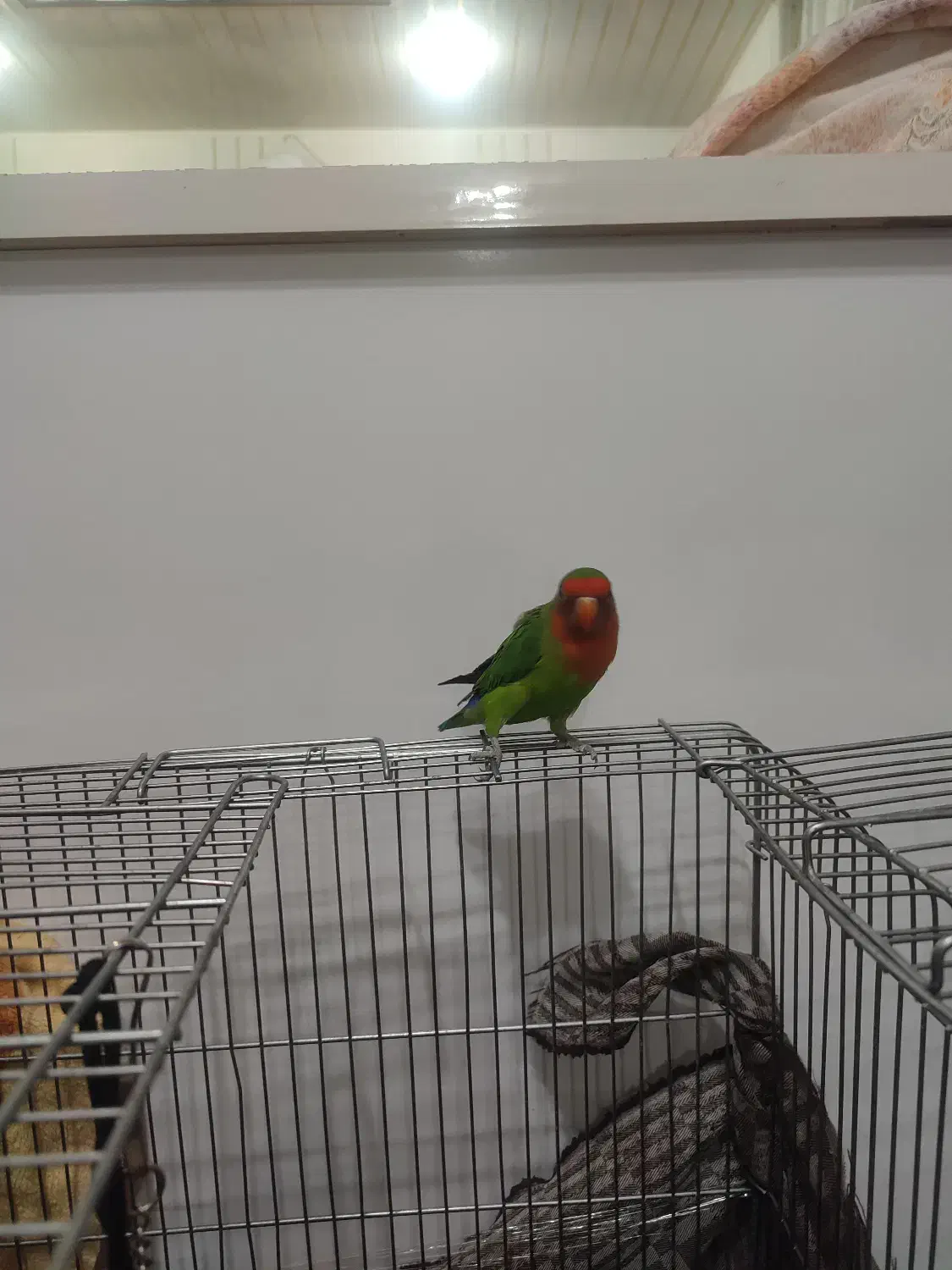 طوطی برزیلی کاملن دستی|پرنده|بوکان, |دیوار