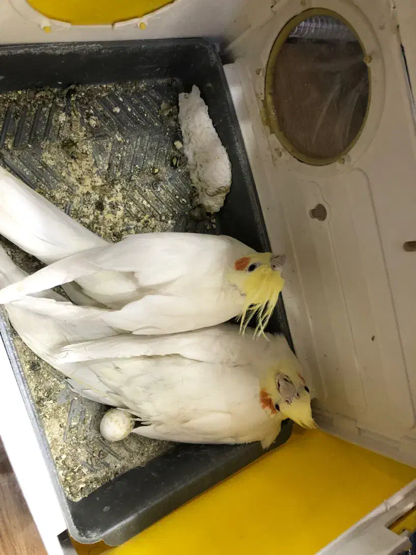 عروس هلندی جفت مولد|پرنده|مشهد, رضاشهر|دیوار