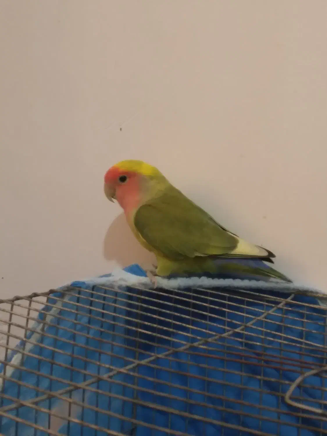 طوطی،برزیلی،نر جوان|پرنده|لاهیجان, بوجایه|دیوار