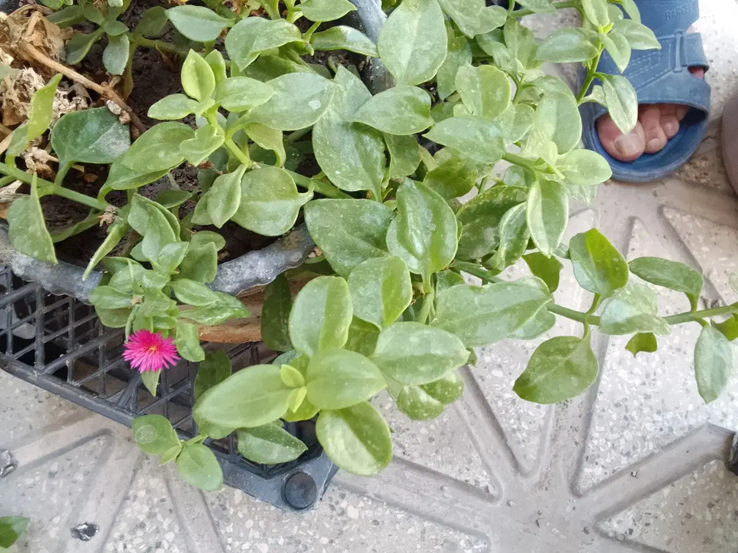 گل یخ های بزرگ و زیبا|گل و گیاه طبیعی|شیروان (خراسان), |دیوار