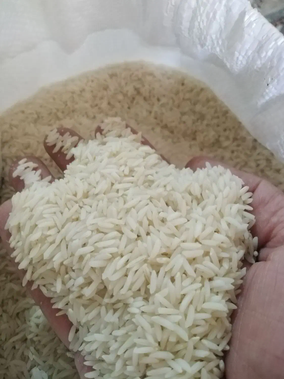 برنج هاشمی سورتینگ شده|خوردنی و آشامیدنی|قم, حاج زینل|دیوار
