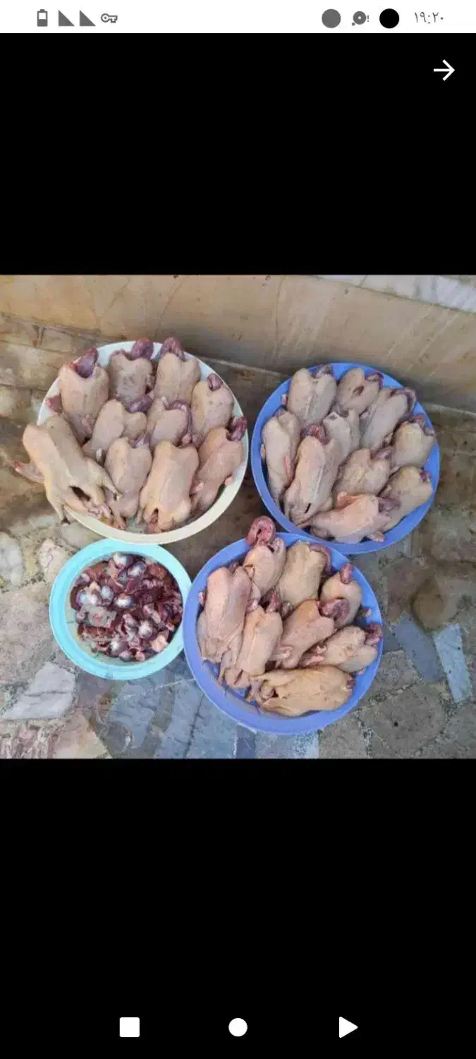 اردک مگ مگی شالیزار|حیوانات مزرعه|قائم‌شهر, |دیوار