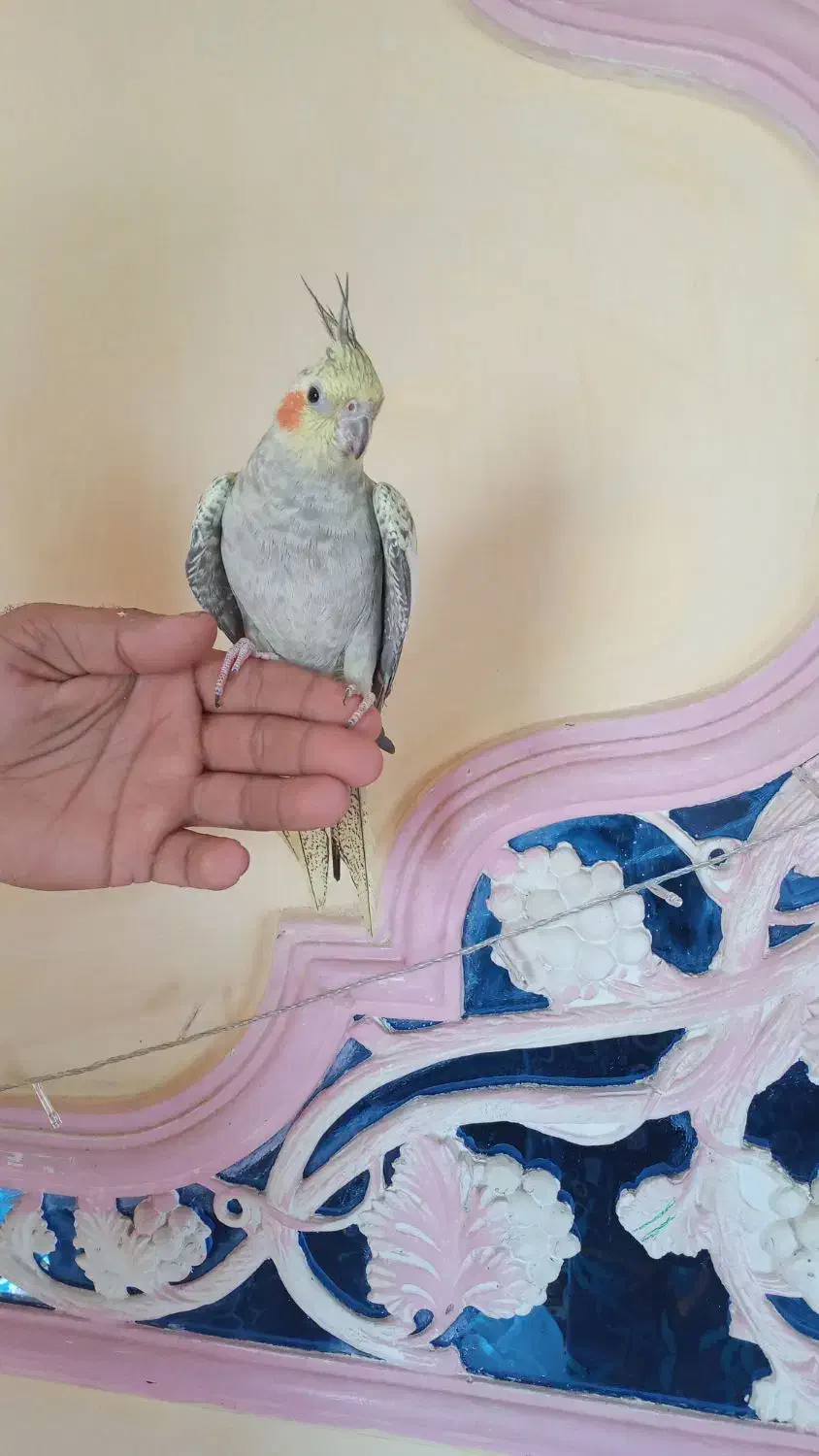 عروس هلندی و مرغ عشق|پرنده|کرمان, |دیوار