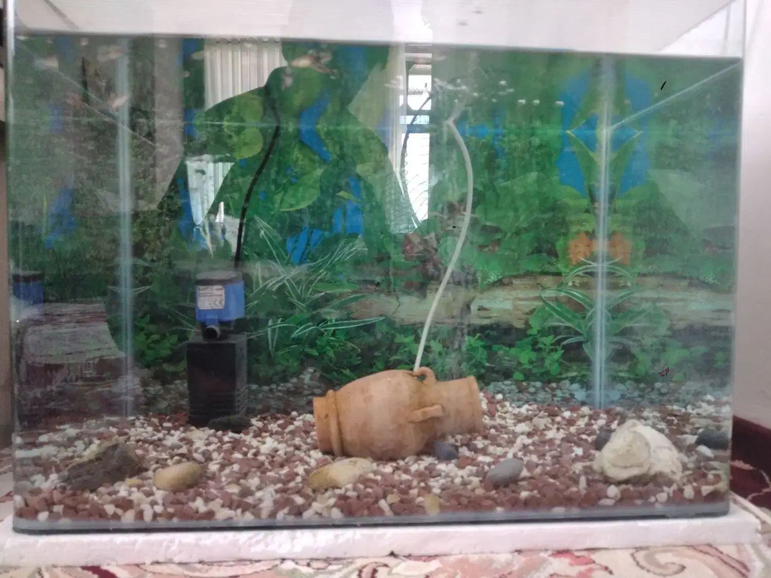 آکواریوم خم شرکتی با وسایل|ماهی|کرمانشاه, |دیوار