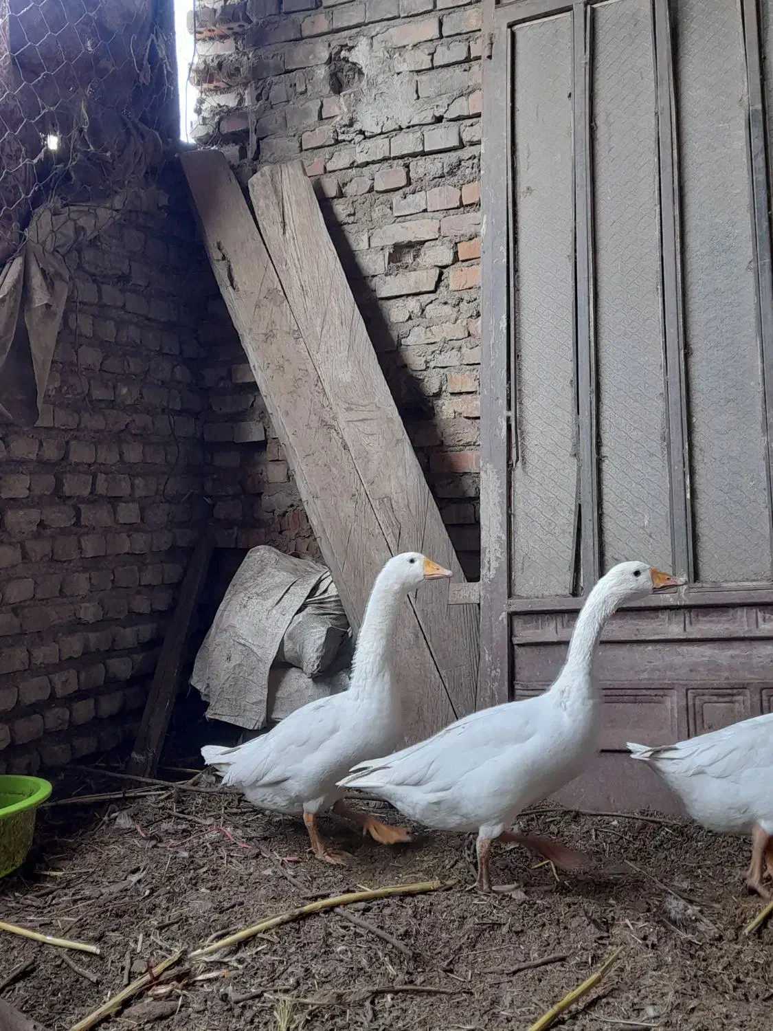 غازمحلی|حیوانات مزرعه|آزادشهر, |دیوار