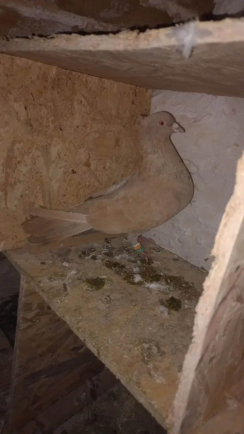 ماده زرد کاکلی پره خال سیاه|پرنده|مشهد, نوید|دیوار