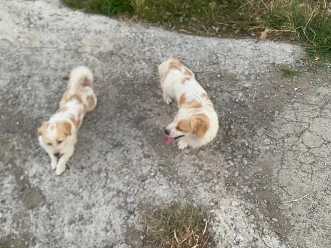 سگ خانگی|سگ|ماکو, |دیوار