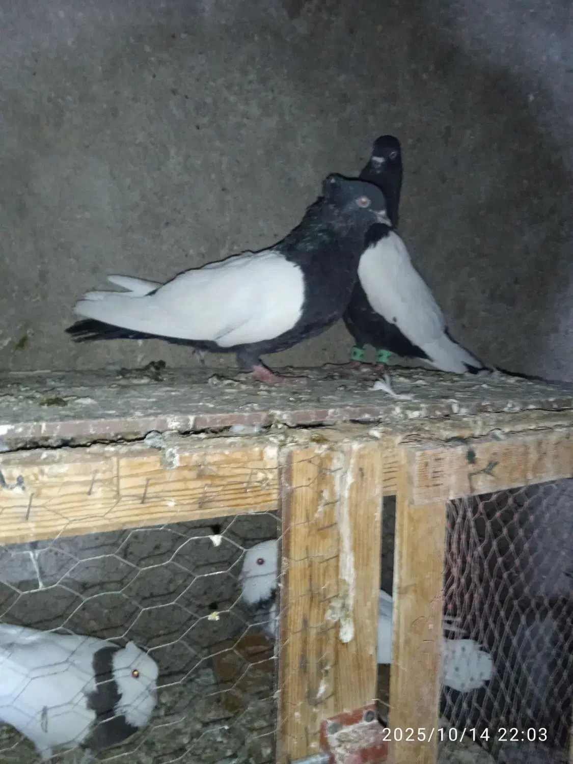 جفت بچ سینه ای|پرنده|شوشتر, |دیوار