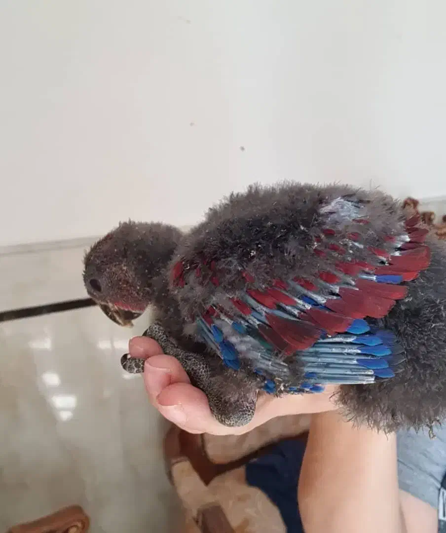 جوجه اکلکتوس نر و ماده سرلاکی|پرنده|تهران, مولوی|دیوار