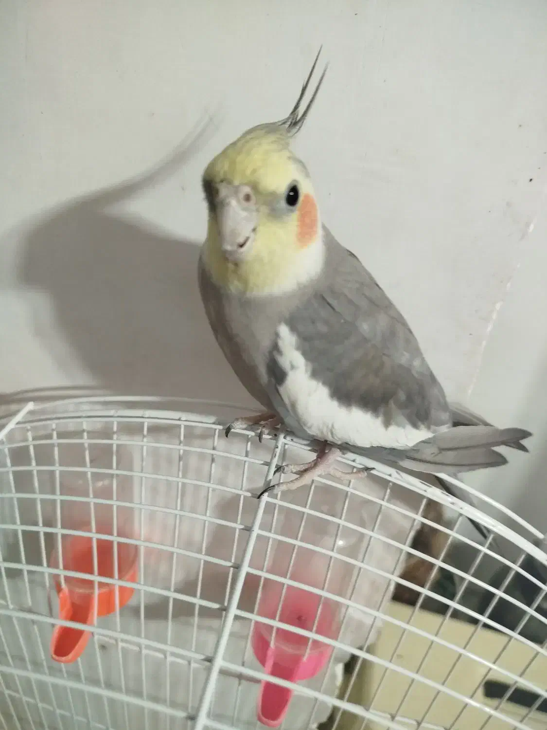 عروس هلندی فول رام سخنگو|پرنده|فردوس (خراسان), |دیوار