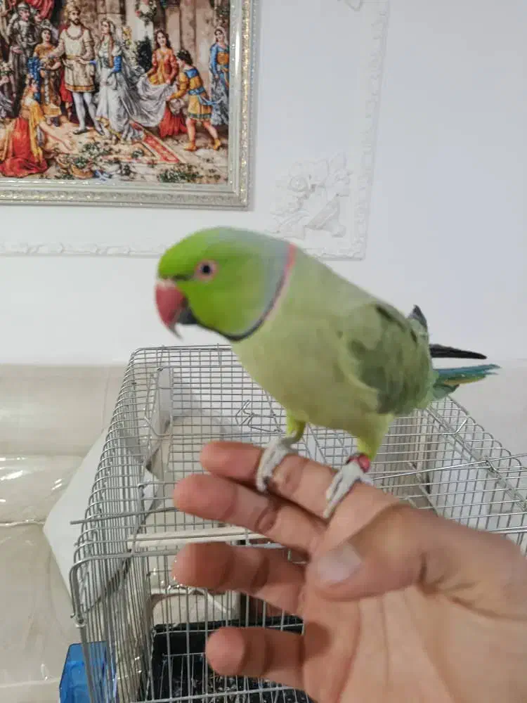 ملنگو|پرنده|ارومیه, |دیوار