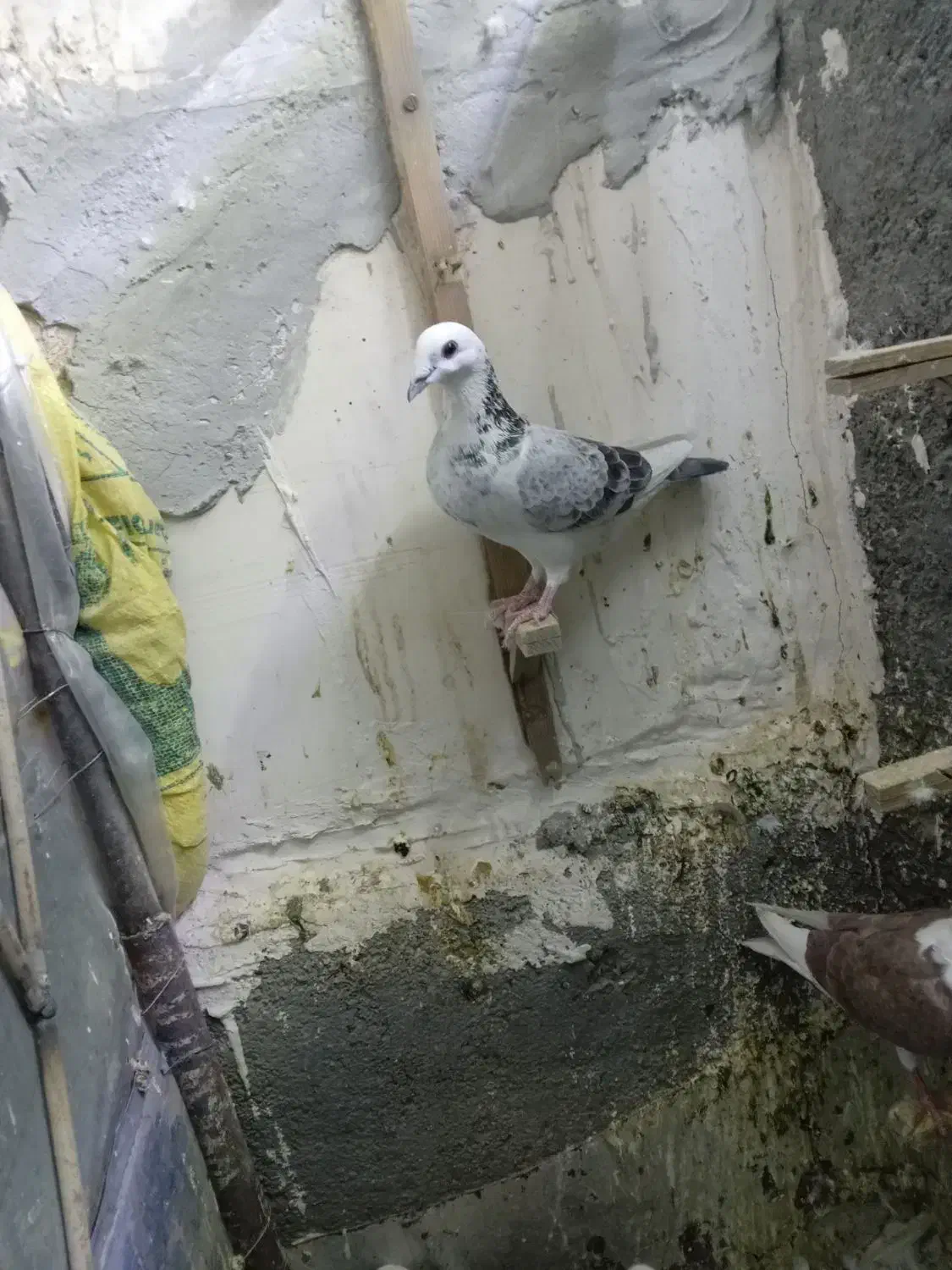 کبوتر پرشی|پرنده|تربت جام, خیرآباد|دیوار