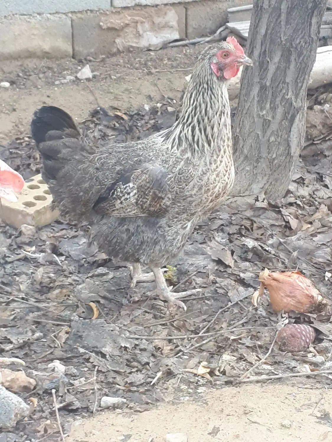 مرغ|حیوانات مزرعه|گرمخان, |دیوار